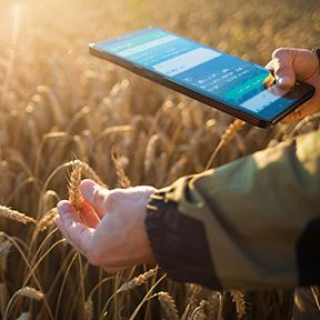 Homem usam tablet no campo de trigo.