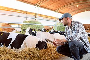 Guia completo do Plano Safra 2025/26: linhas, prazos, juros e acesso ao crédito