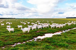 Pecuária extensiva: o que é, como funciona e quando aplicar