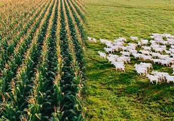 gestao-agropecuaria
