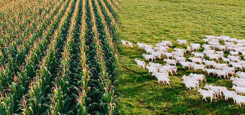 gestao-agropecuaria
