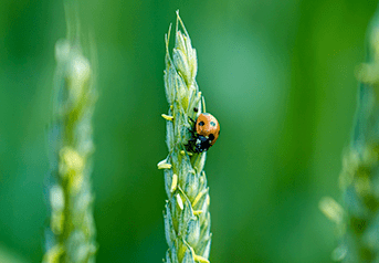 agricultura agricultura