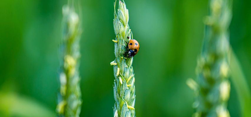 agricultura agricultura
