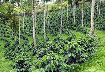 sustentabilidade sustentabilidade