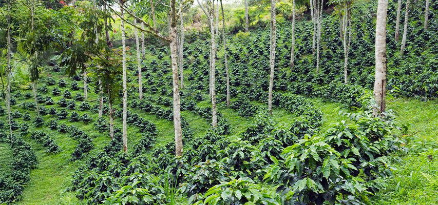 sustentabilidade sustentabilidade